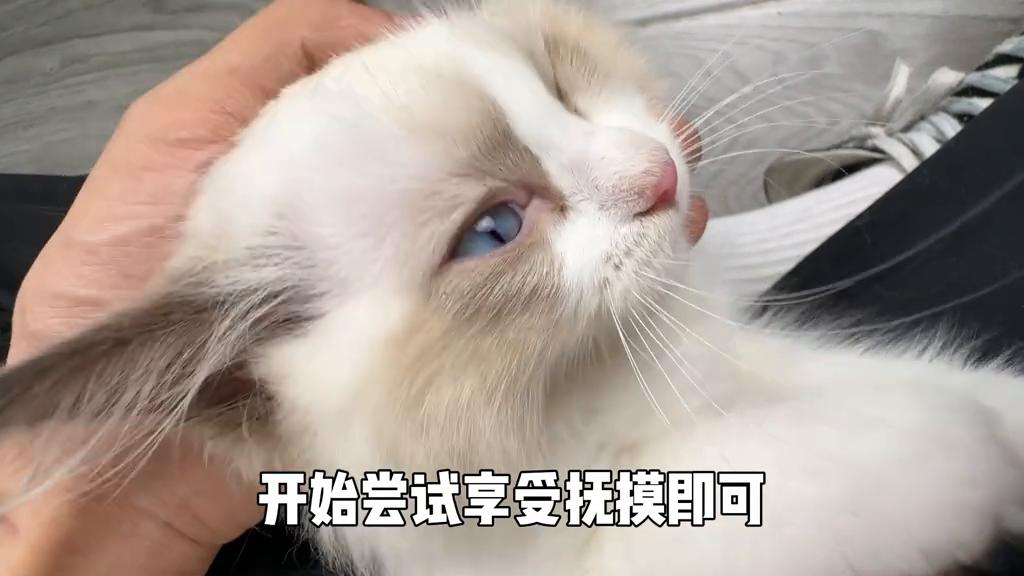 猫咪9个月还能训练抚摸吗,猫咪脱敏社会化训练
