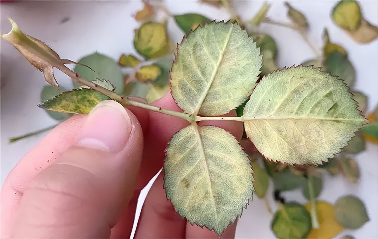 怎样消灭红蜘蛛最有效的方法,红蜘蛛如何彻底爆发