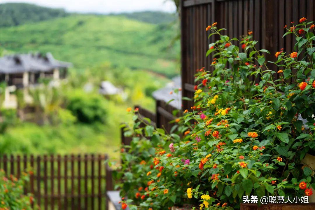 云南西双版纳美食攻略自助,西双版纳美食排行榜前十名