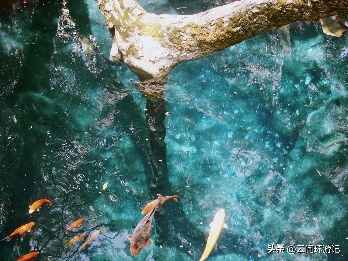 「一根风花雪月的鸡毛」（云南丨昆大丽香）