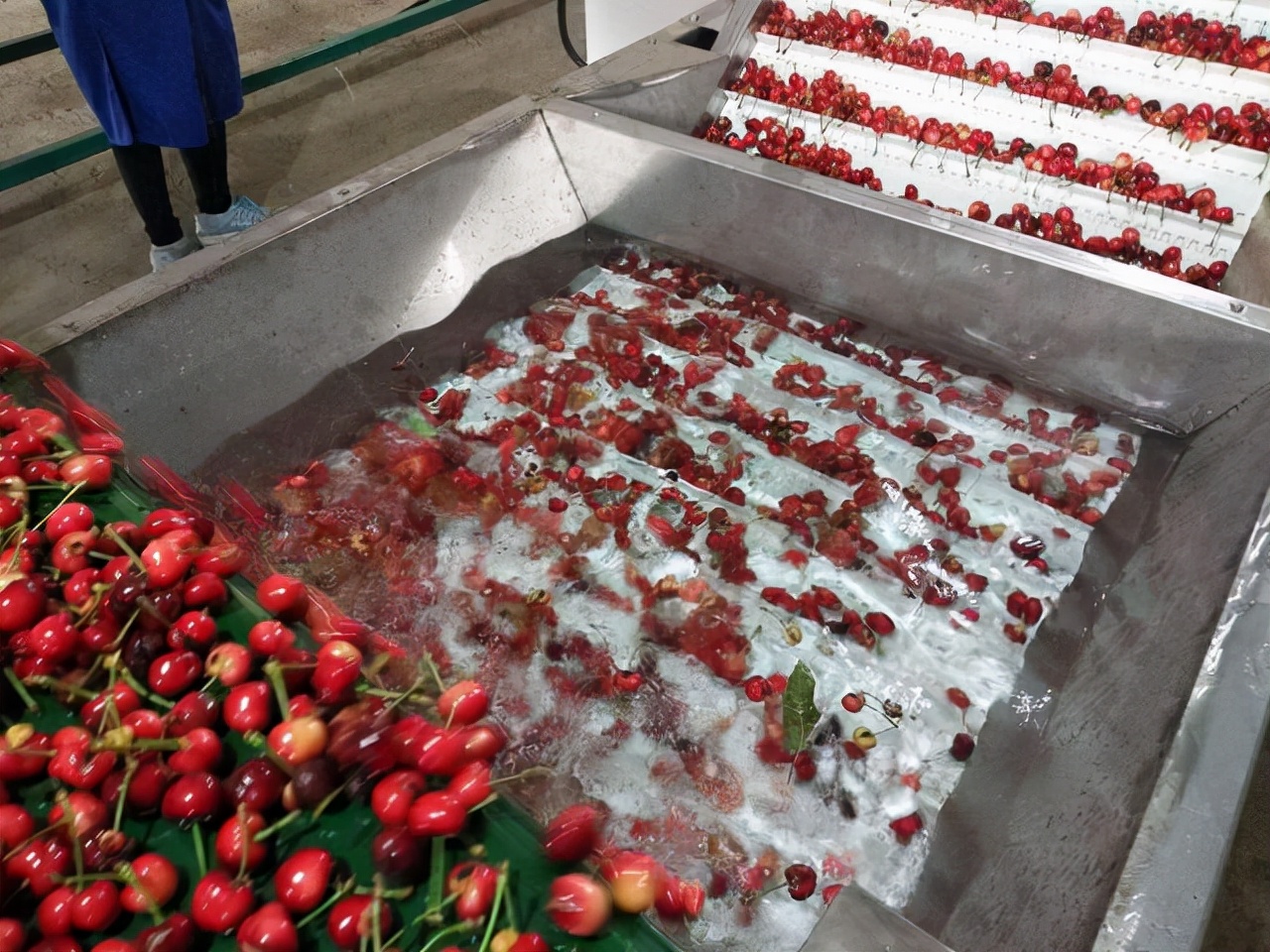 智利车厘子轮船上是怎么保鲜的 (车厘子在海上多长时间)