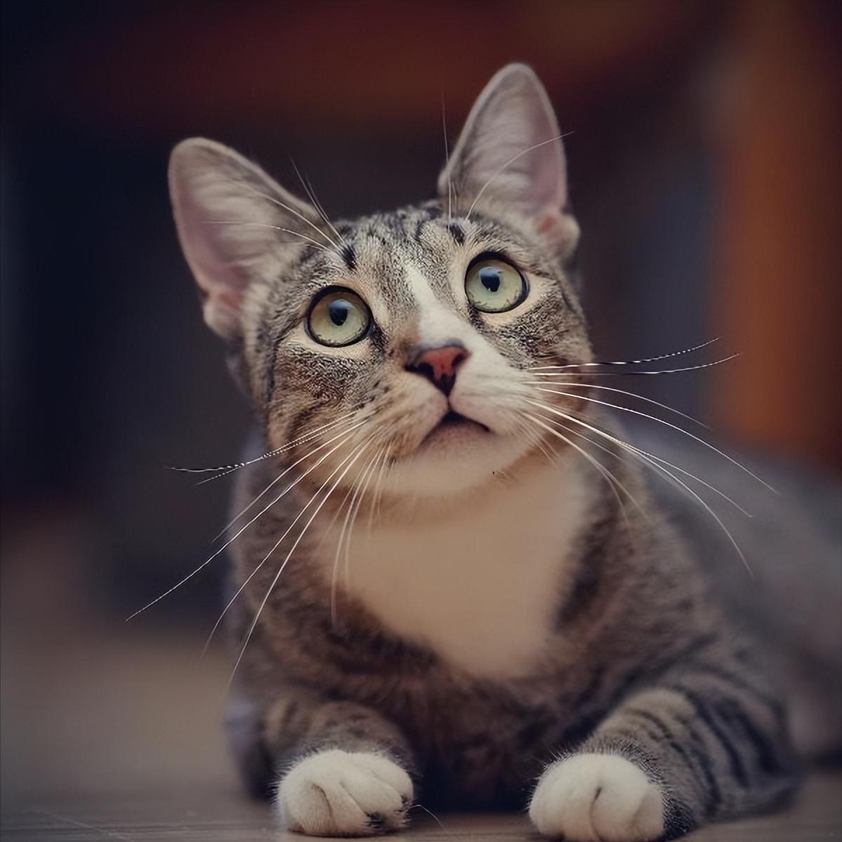 制止猫咬人的有效方法,猫闹春怎么快速制止