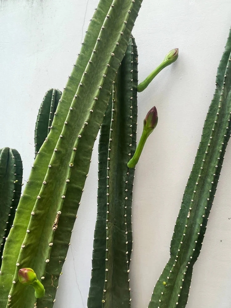 量天尺冬天养护方法,量天尺的寓意及养护