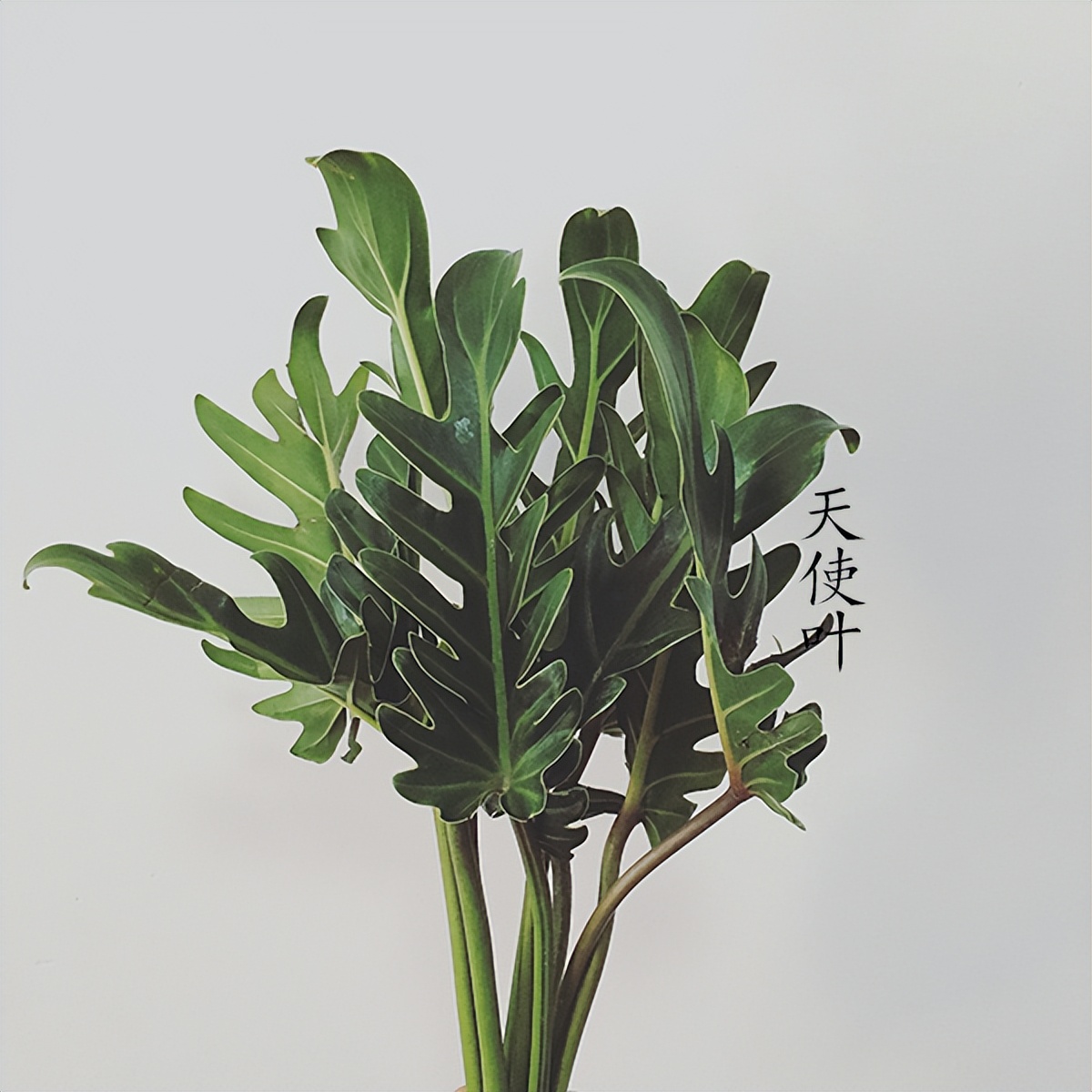 极简省钱又环保的居家生活,4款高颜值家居绿植