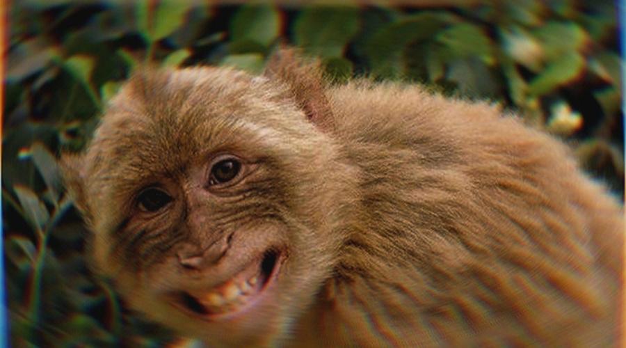 母猴打死猴宝宝,母猴暴打猴子幼崽