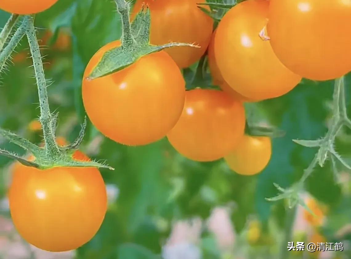 常用植物生长调节剂正确使用方法,植物调节剂喷后几个小时见效果