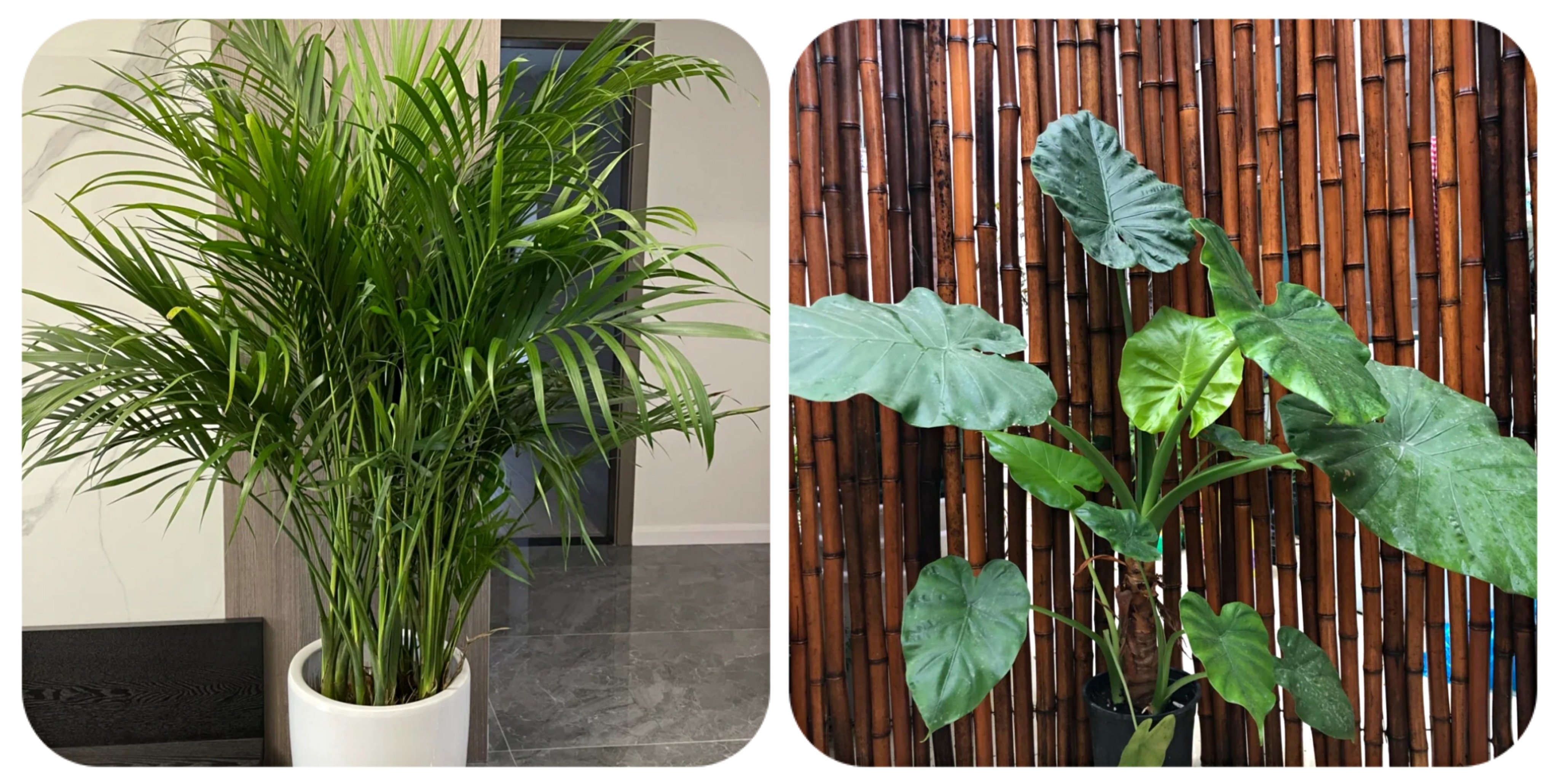 100个阳台养什么花好,100种阳台养的花草