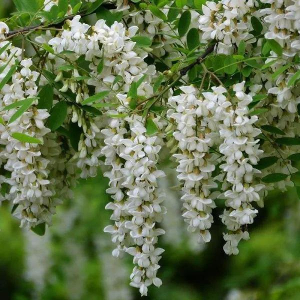 花瓣是甜的可以吃的花有哪些,花瓣可以吃的花