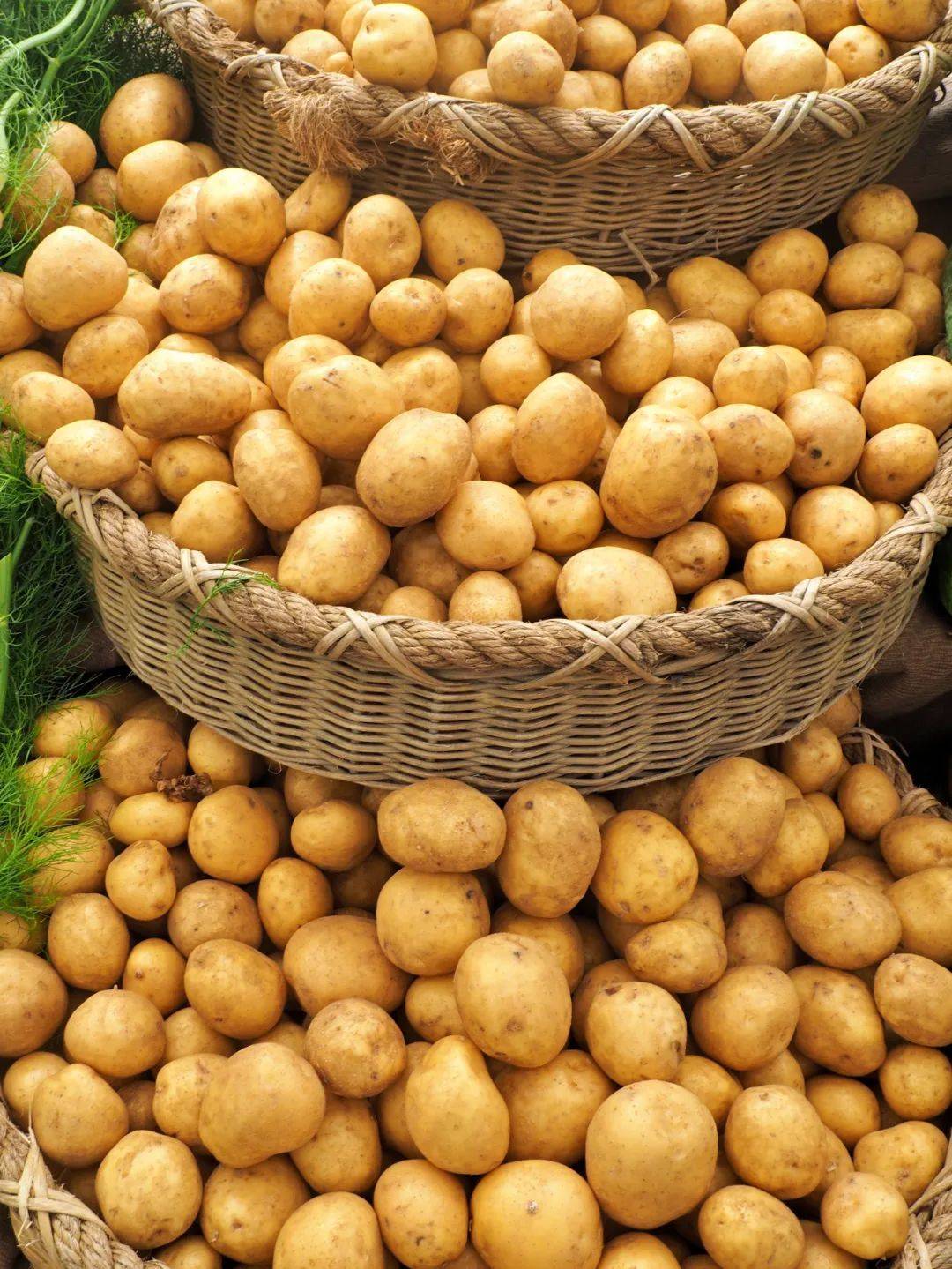 甘肃定西薯都,中国薯都