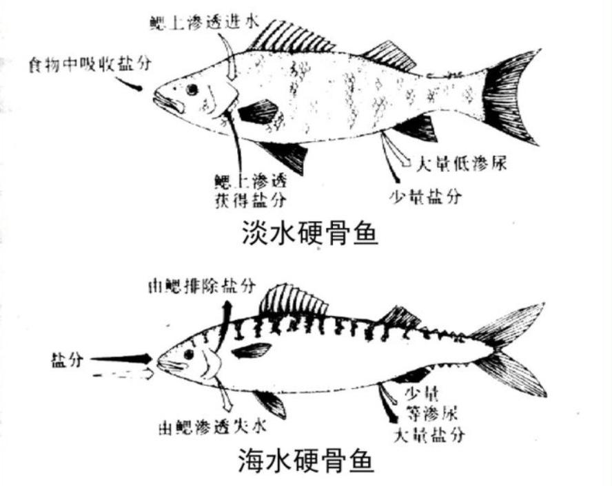 海洋动物如何适应海洋生活,海洋动物为什么能适应海水