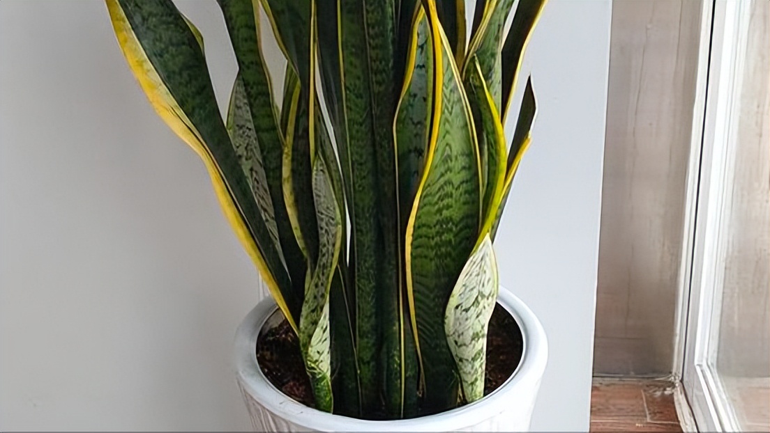 净化空气的室内植物哪些好,适合室内空气净化的植物