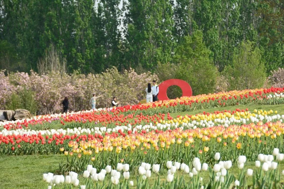 顺义鲜花港郁金香最佳观赏期,北京国际鲜花港2024郁金香赏花季