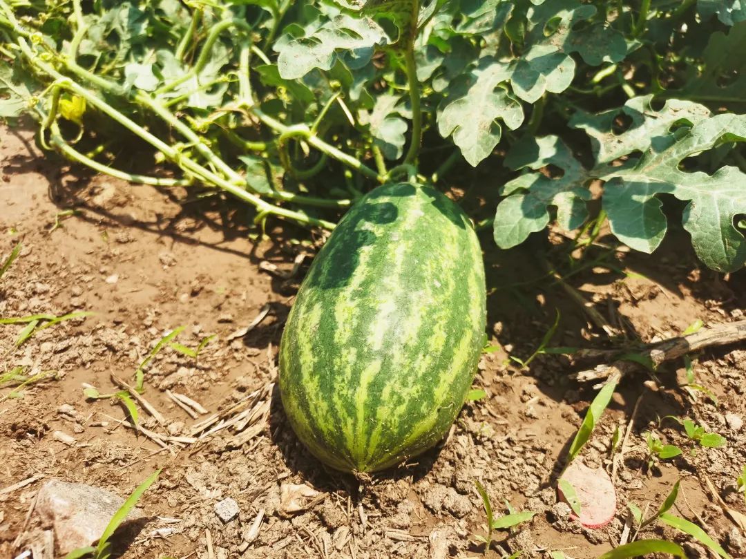 君乐宝威县乐源君享,君乐宝农场纪录片