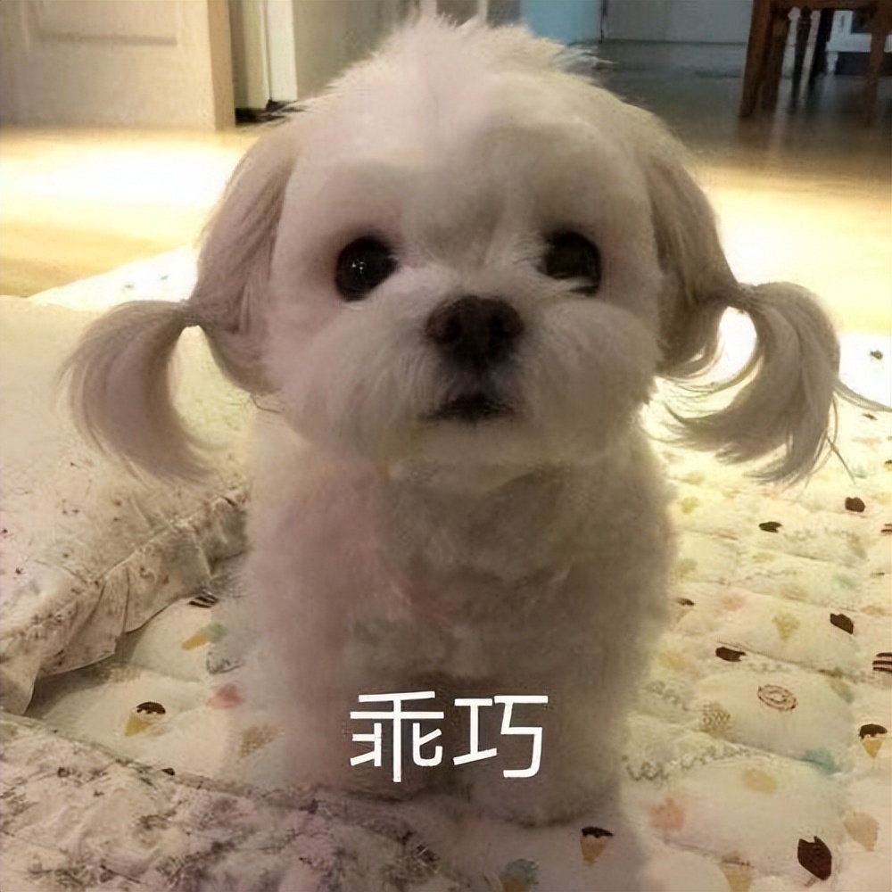 怎么选一条家狗,狗市选狗技巧