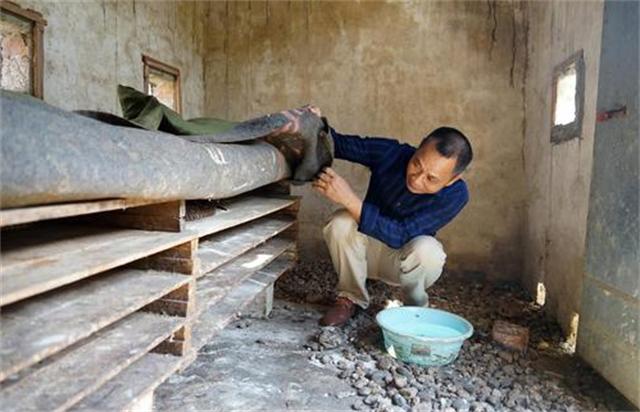 广西养蛇者被毒蛇咬死,广西养蛇第一人