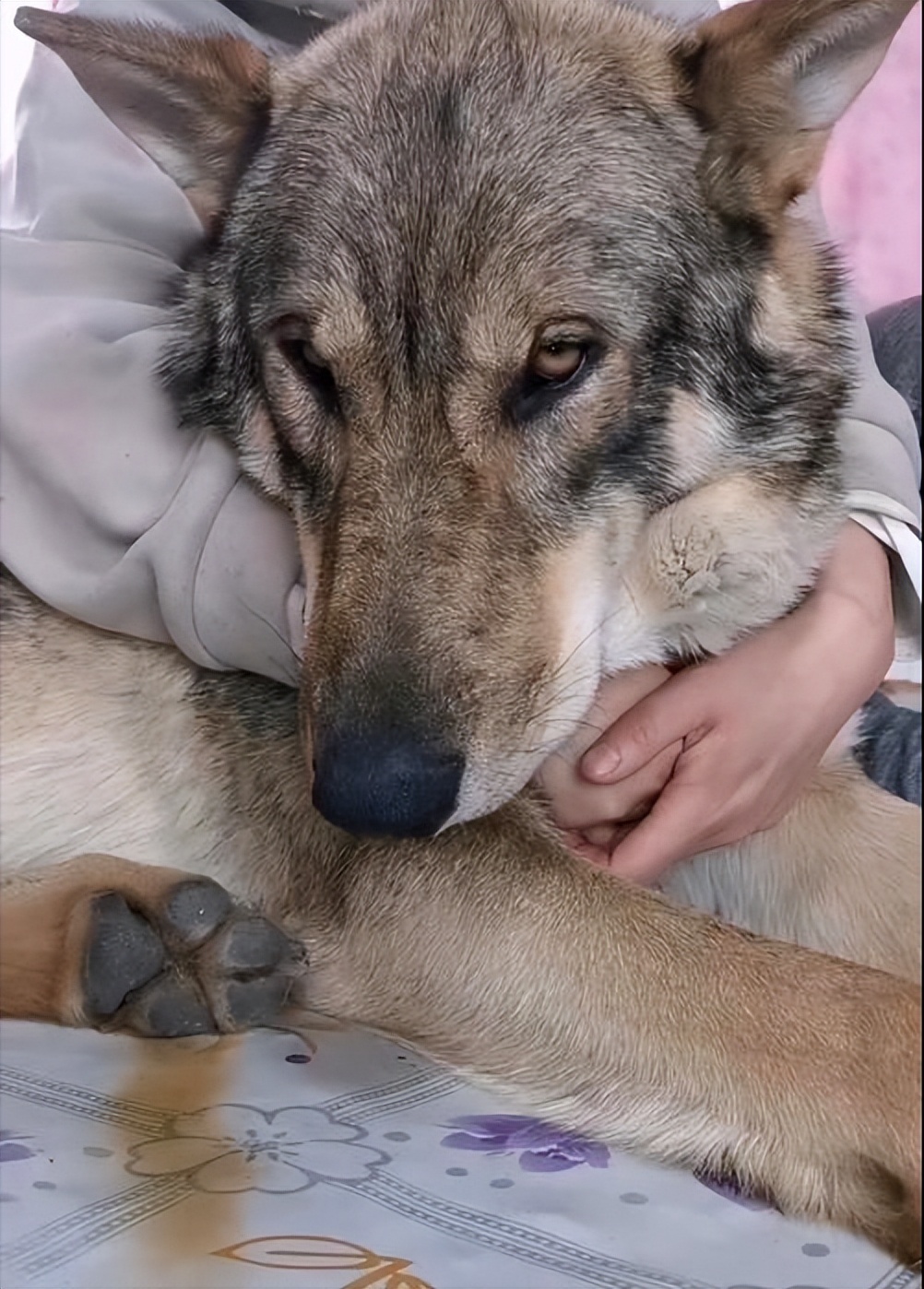 养狼青犬注意事项,养狼青犬