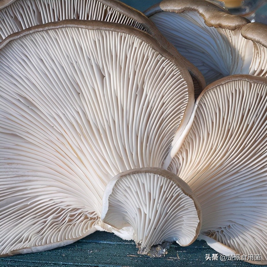 食用菌杂菌怎么防治,食用菌出现虫害的正确防治方法