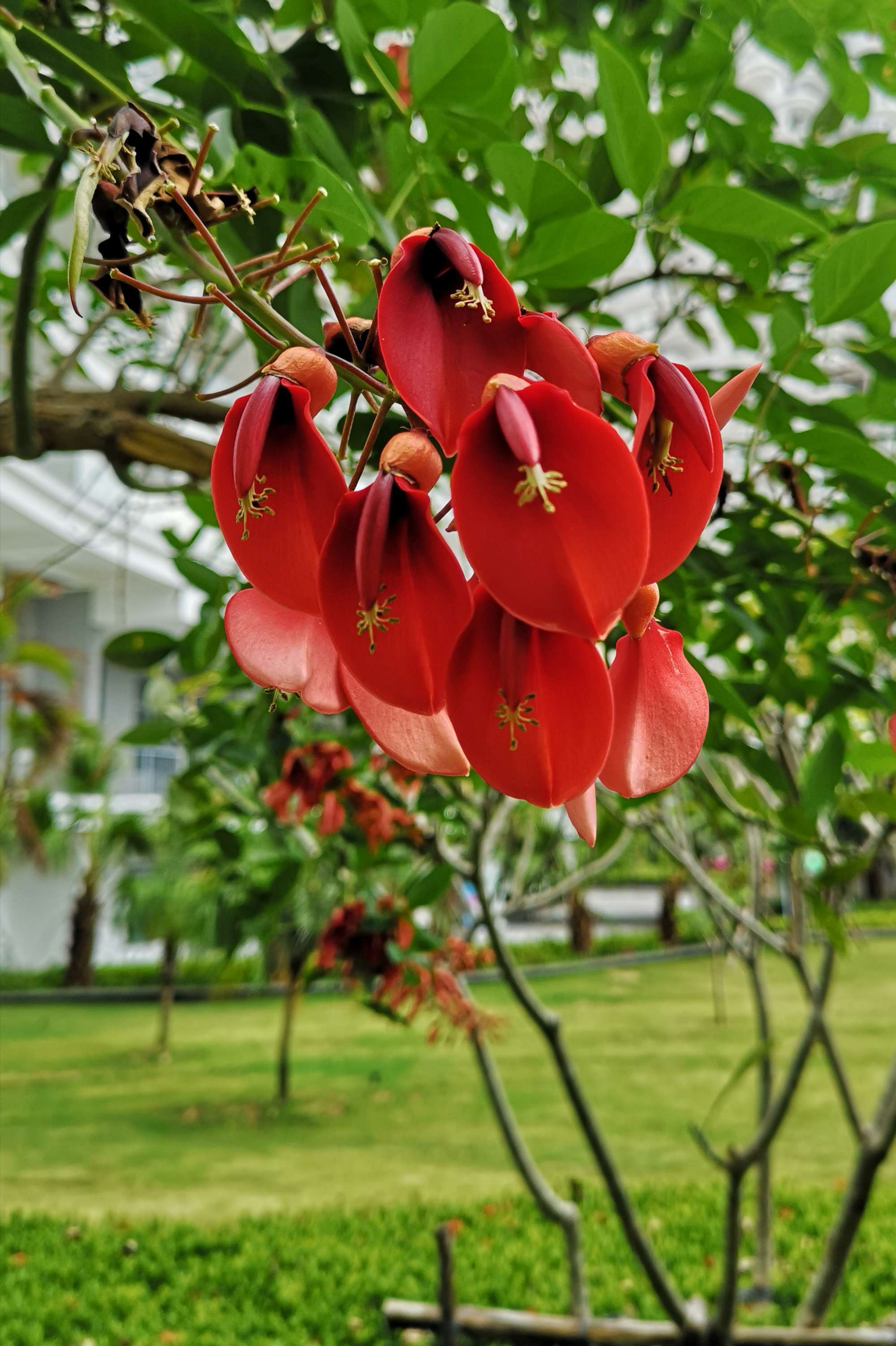 圆梦之园一一我的波波利海岸,下篇