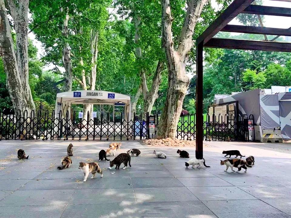 每个铲屎官都应该知道的小妙招,教各位铲屎官一个生活小妙招