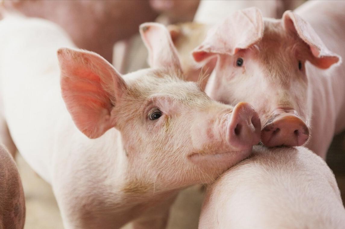 猪吃食后呕吐是什么原因怎么治疗,猪吐食不拉稀怎么回事用什么药