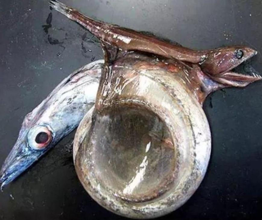 吃100斤的巨型食人鱼,黑叉齿鱼是怎么吞下大鱼的