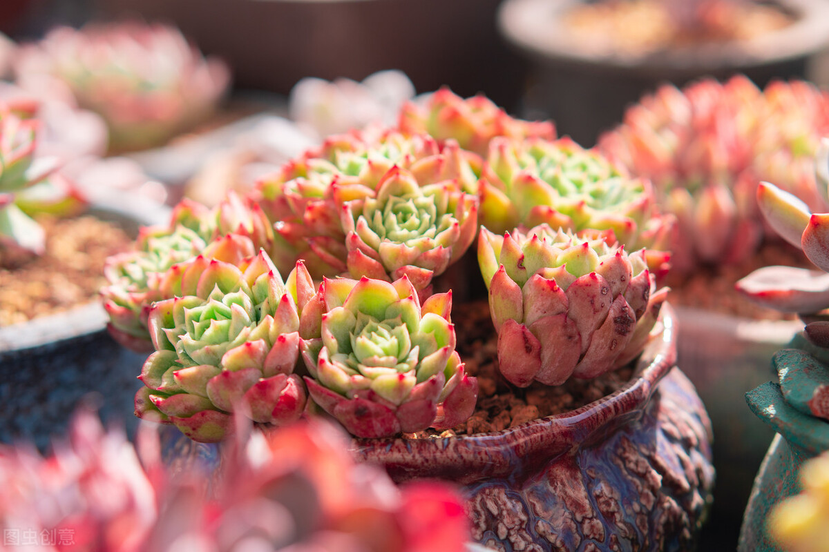 容易爆盆的多肉好养还好看,多肉夏季在室外养还是阳台上养好