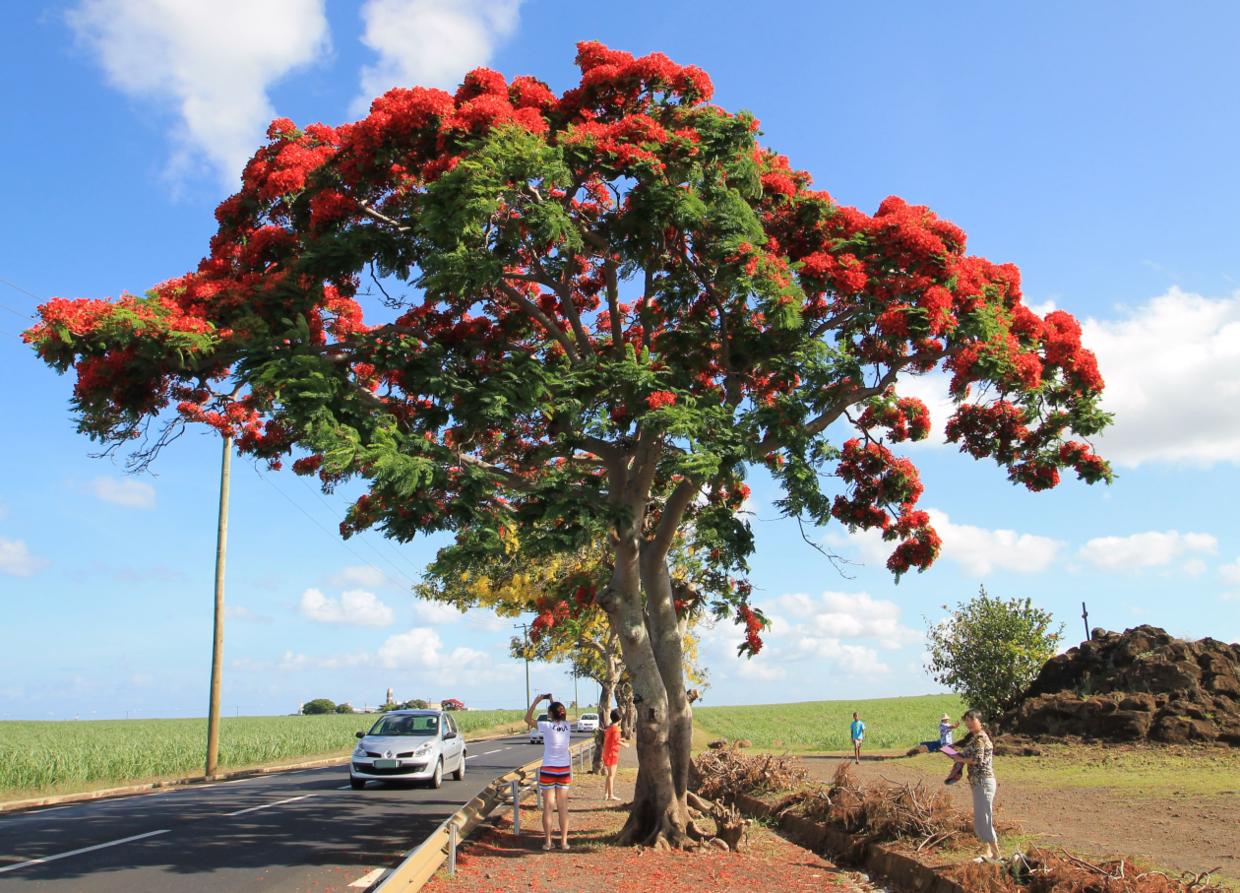 世界上最危险的十种树排行完整,史上最危险的4种树