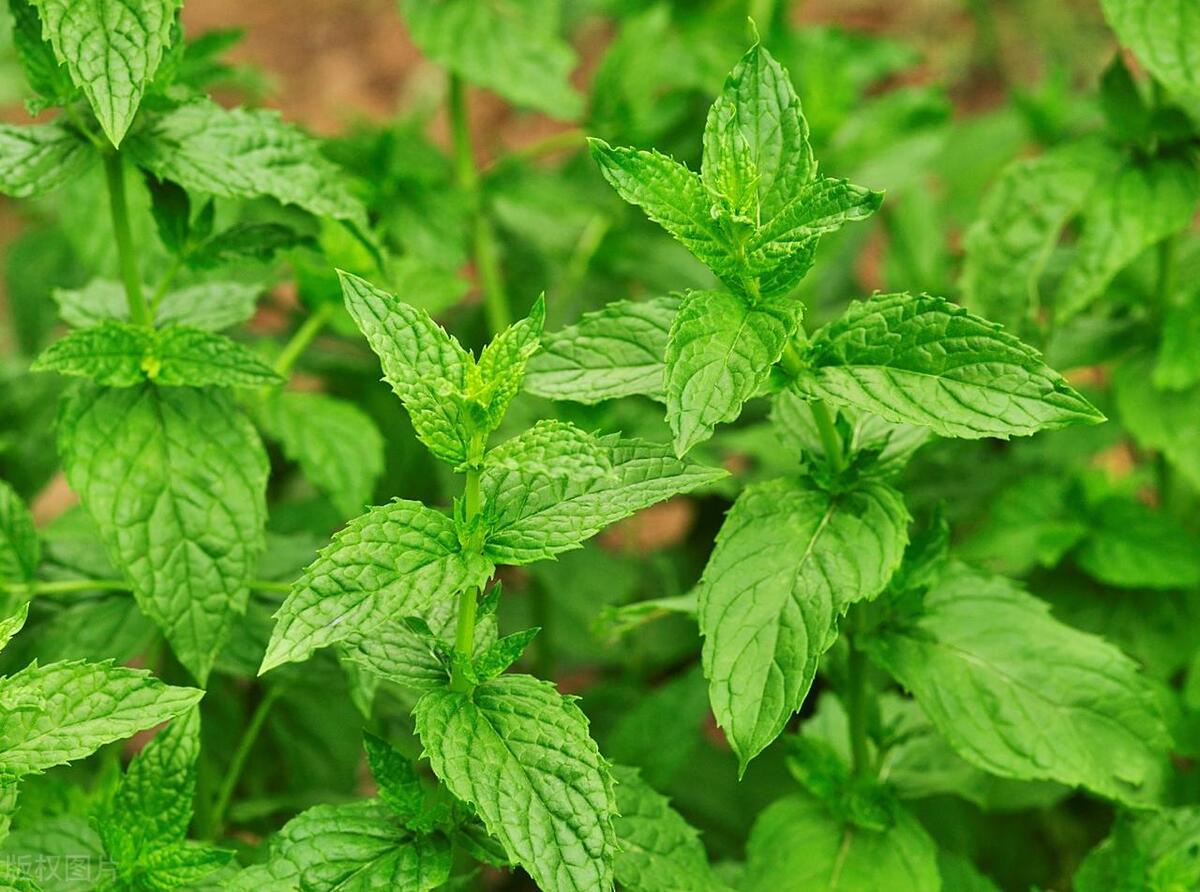 薄荷有虫如何除去,薄荷有小白虫还能吃吗