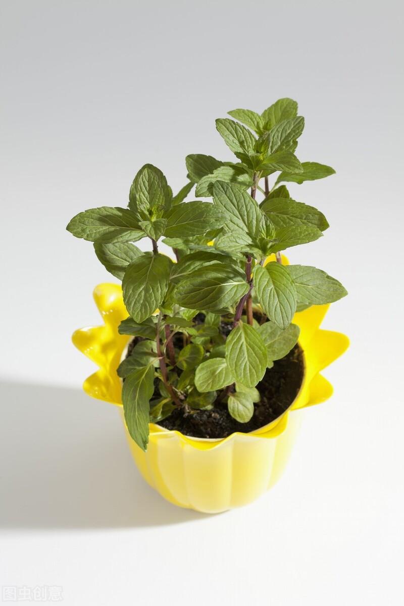 薄荷有收缩毛孔作用吗,绿茶薄荷可以蒸脸吗