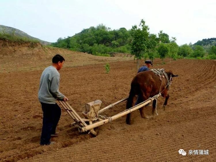 陕西民间谜语,蒲城民间谚语