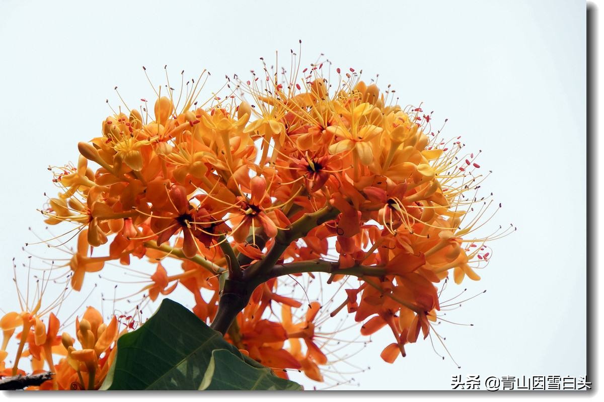 无忧花生长在哪里,无忧花与佛的联系