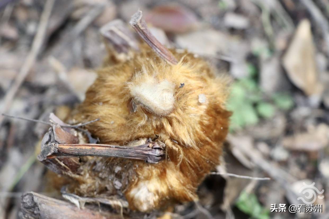珍稀植物金毛狗蕨,国家一级保护植物金毛狗蕨