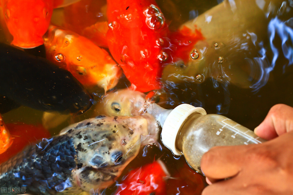 锦鲤不知道的知识,不了解养生怎么办