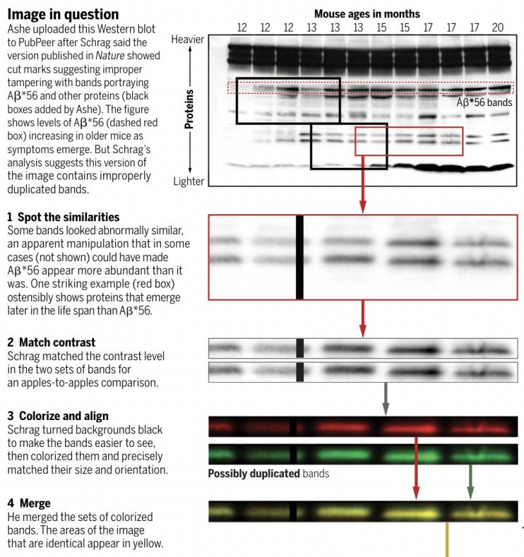 大*局骗**！误导全球16年！阿尔茨海默病重磅论文涉嫌“造假”