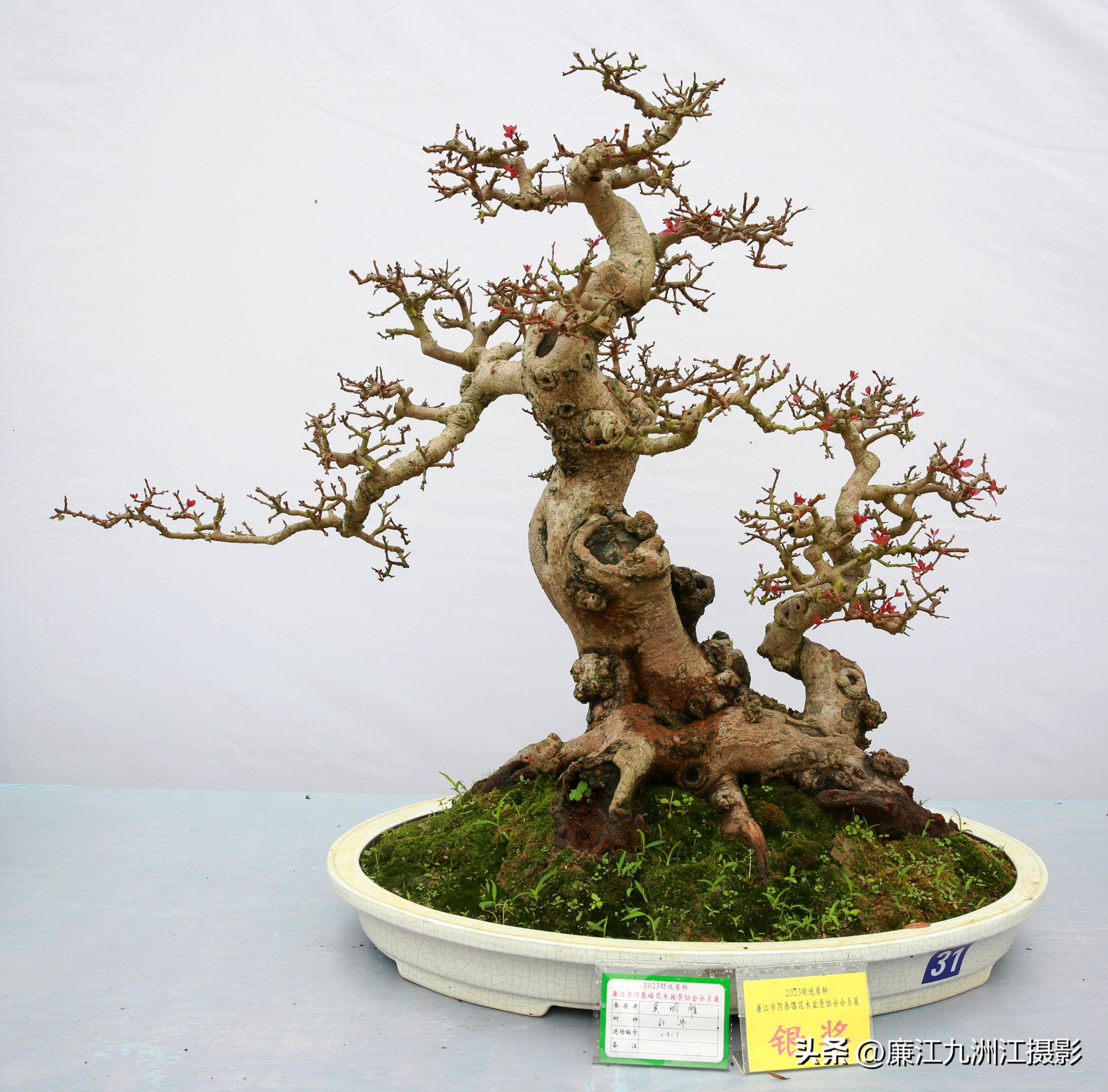 最高端的盆景展,一场惊艳的盆景展