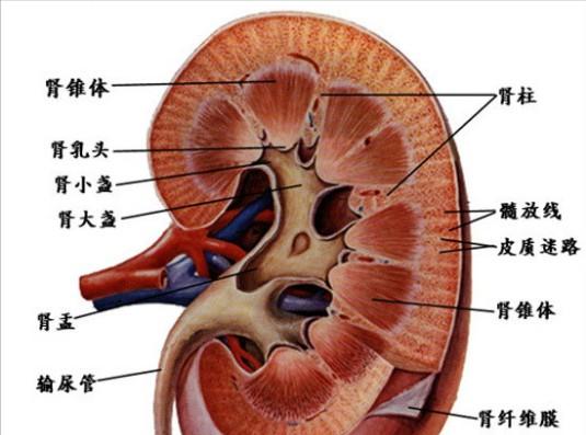 8岁男孩查出肾衰竭,肾衰竭患者亲身经历