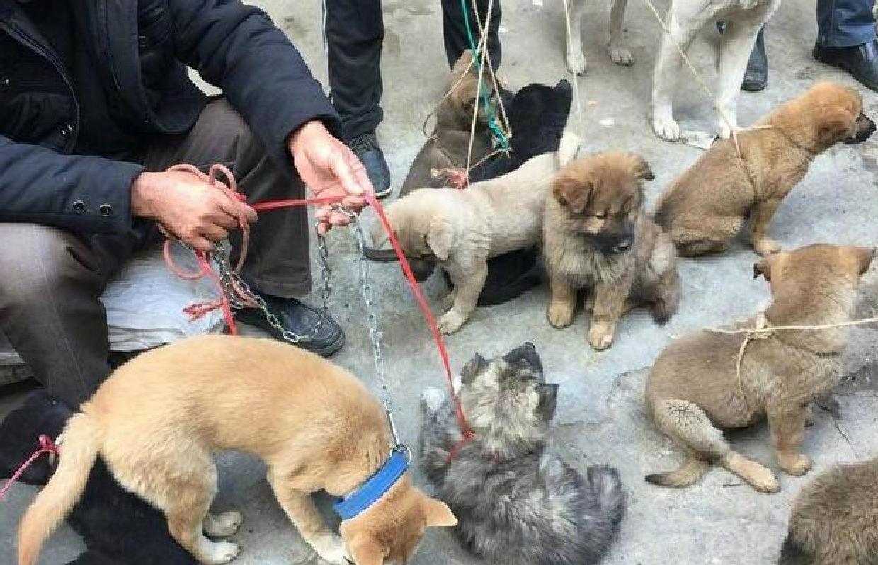 买什么狗最好养又便宜,养狗首选这3种狗既便宜又好养