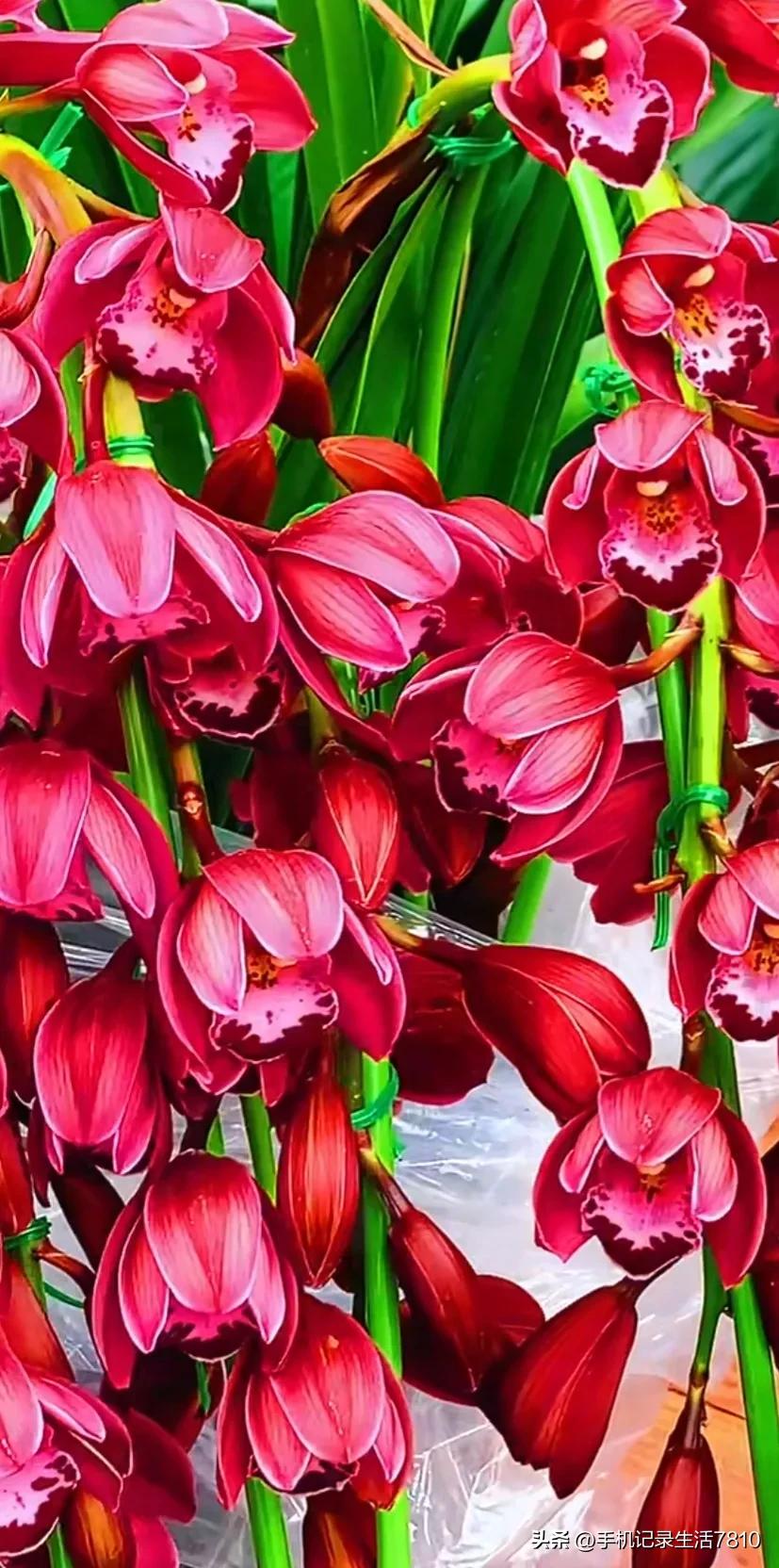 蕙兰花图片欣赏,叶子宽的黄花大蕙兰图片