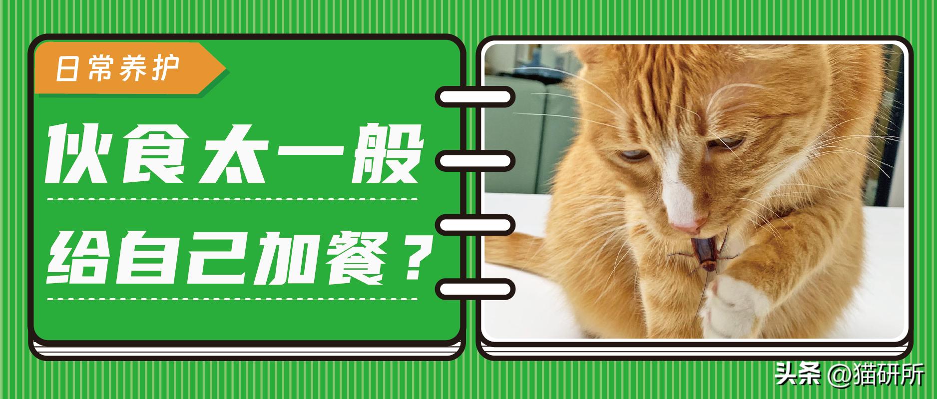 猫咪抓蟑螂吃了怎么办,猫咪吃了一点棉花会排出来吗