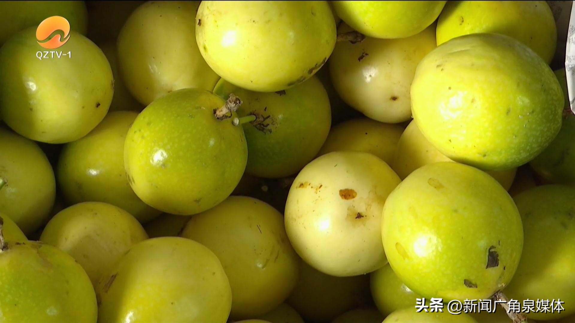 黄金百香果现摘大果,德化葛坑黄金百香果