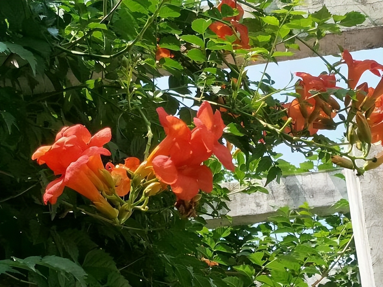 好看易种易活的花推荐,容易爆花的庭院花卉