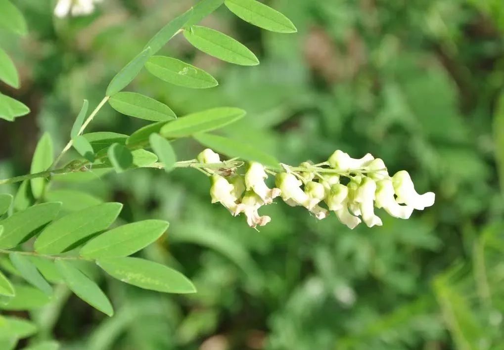 万物有灵人情冷暖自知,万物皆有灵性人生有太多的无奈