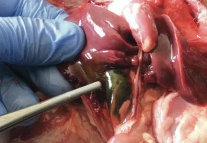 肉鸡解剖及病变特点,肉鸡解剖教学