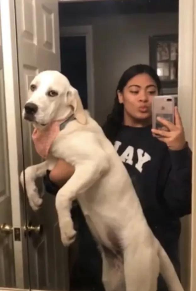 小黄狗长大的过程,小黄狗长大过程