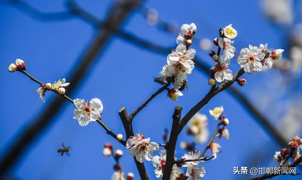 邯郸摇号和招生情况,邯郸肥乡小学摇号