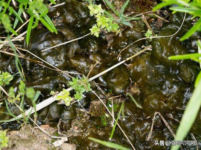 雨后山上的地皮菜学名叫啥,野生地皮菜几月份成熟