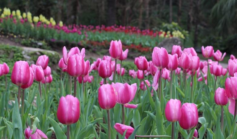 这十种花会招来鬼家里千万别养,家里养3种花忌讳