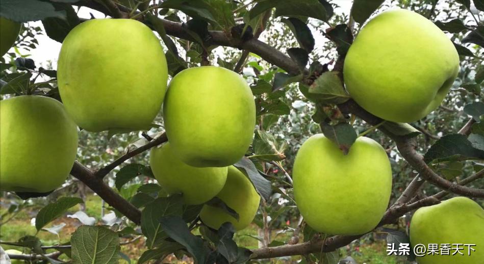 最新苹果品种排名,最有潜力苹果新品种前三名