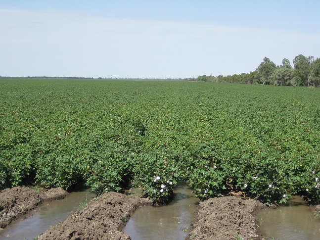 澳大利亚棉花分布在哪,全球棉花亩产最高的国家