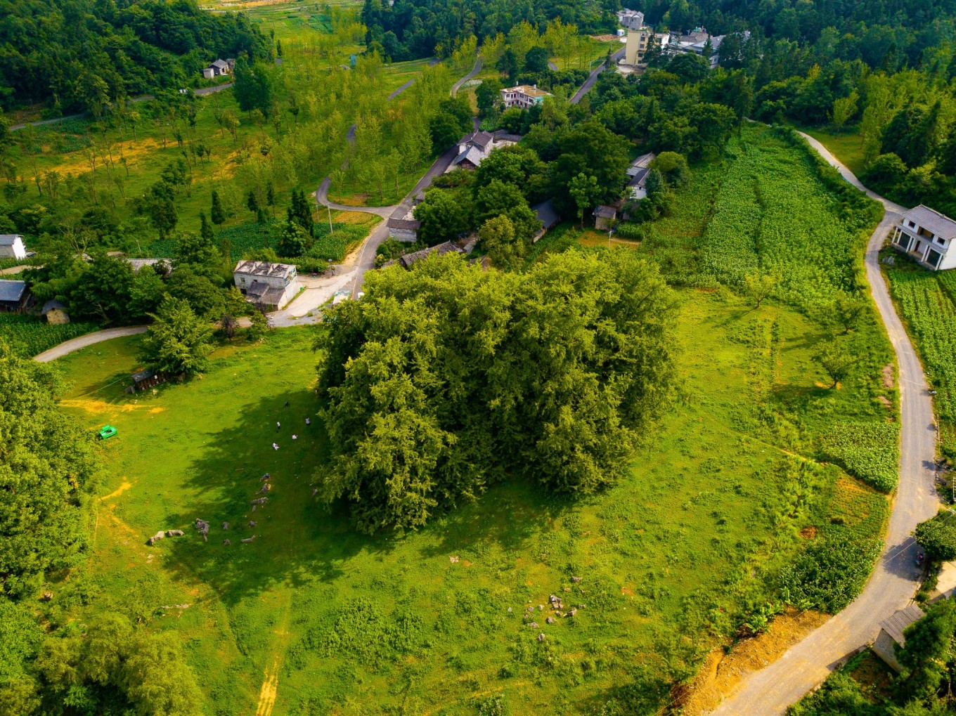 毕节油杉河景区,贵州夏季的避暑景点